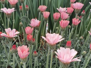 춘절국화 이미지 사진