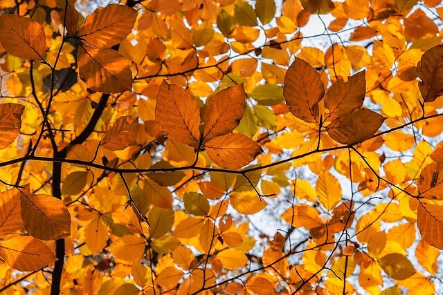 남이섬 단풍여행 - 단풍 절정시기&amp;#44; 추천코스&amp;#44; 배 시간표&amp;#44; 교통 및 주차장