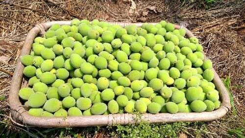 매실-수확시기-청매-수확