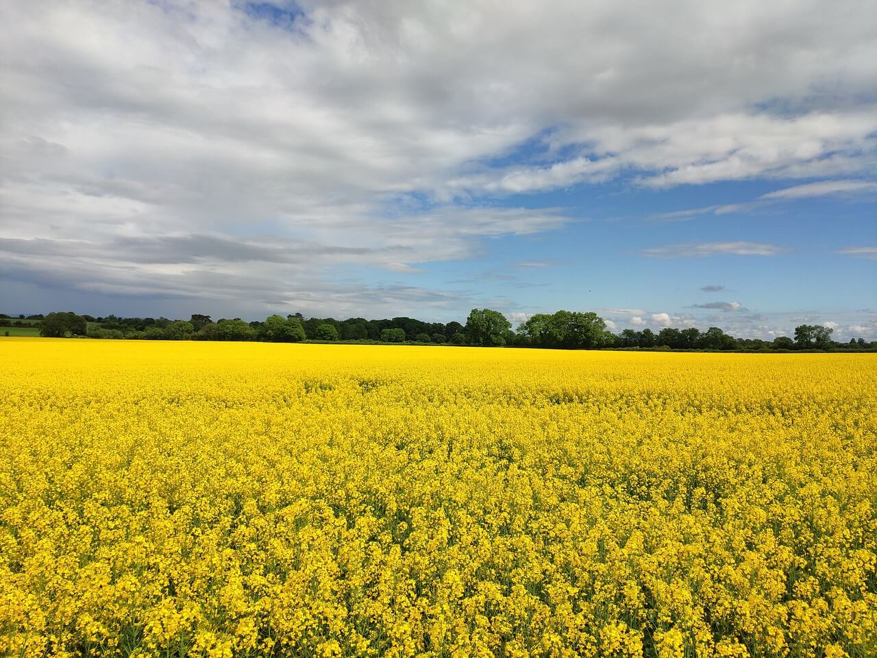 제주도 휴애리 동백꽃 유채꽃 축제 명소 체험