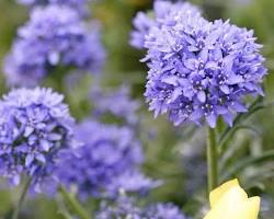 글로브 길리아 이미지 사진