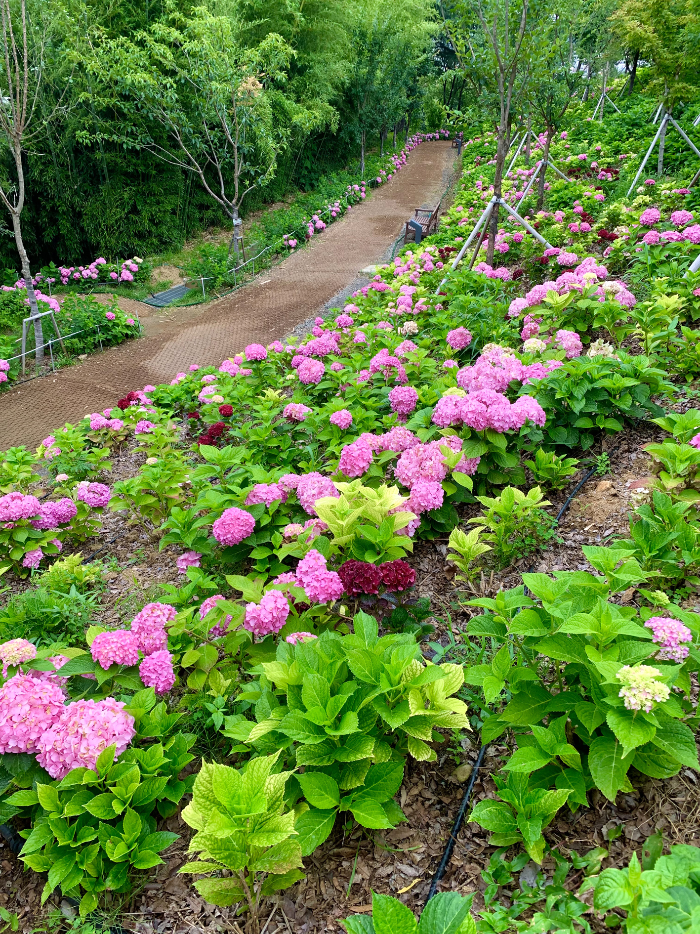 구미다온숲 수국핀 모습입니다.