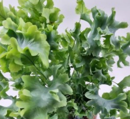 다바나 고사리 (Davana Fern)양치식물 인테리어 식물 고사리 키우기