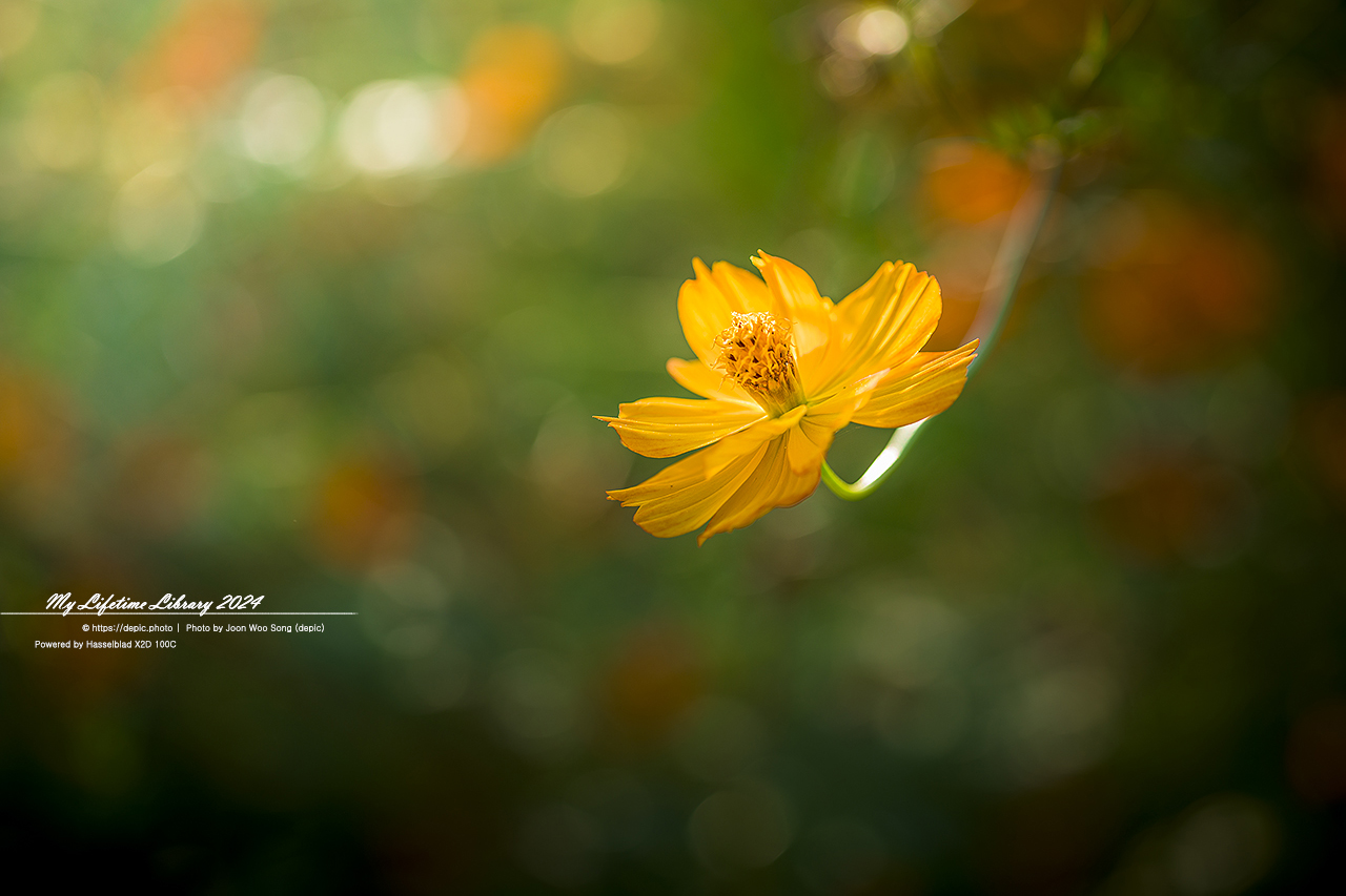 코스모스 가을 증평 농업기술센터