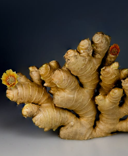 코에 좋은 음식 10