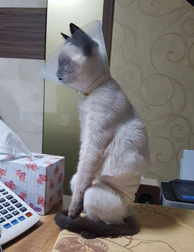 중성화 수술 후 넥카라와 붕대를 감고 앉아 있는 크림이(샴고양이)