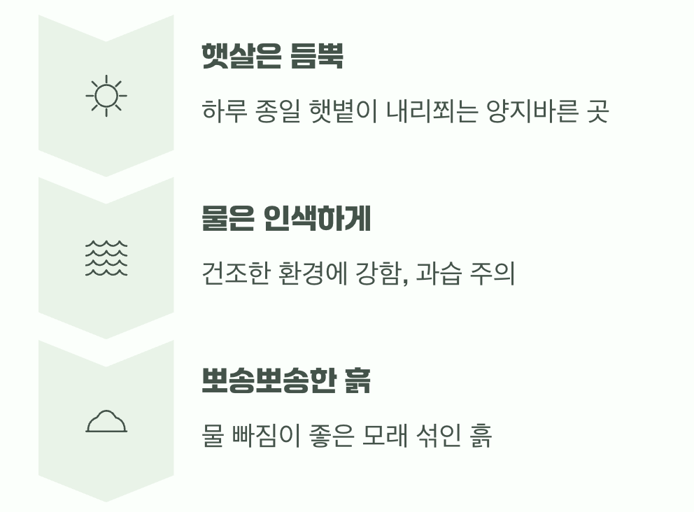 야생화의 취향, 햇살은 듬뿍 물은 인색하게