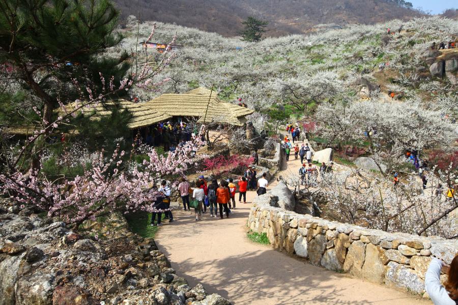 2025 광양 매화축제 완벽 가이드 | 일정, 주차, 맛집 총정리!