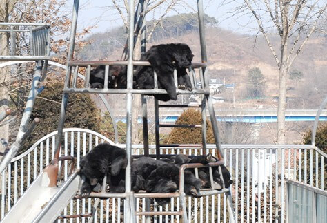 베어트리파크 단풍축제