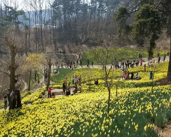서산 유기방 가옥 수선화 축제_10