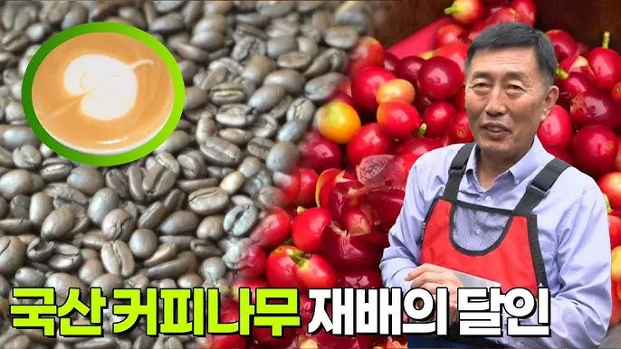 생생정보 수확 달인 미사리 커피농장 소개_3