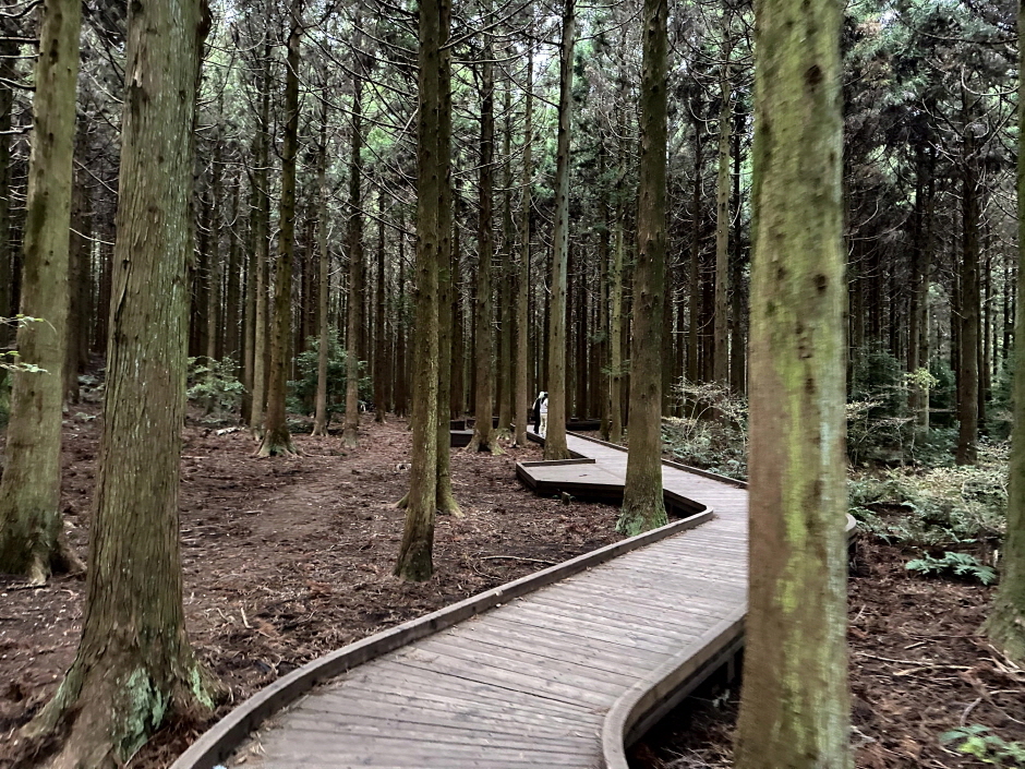 몸과 마음이 치유되는 전국 숲멍 힐링 명소 BEST 3