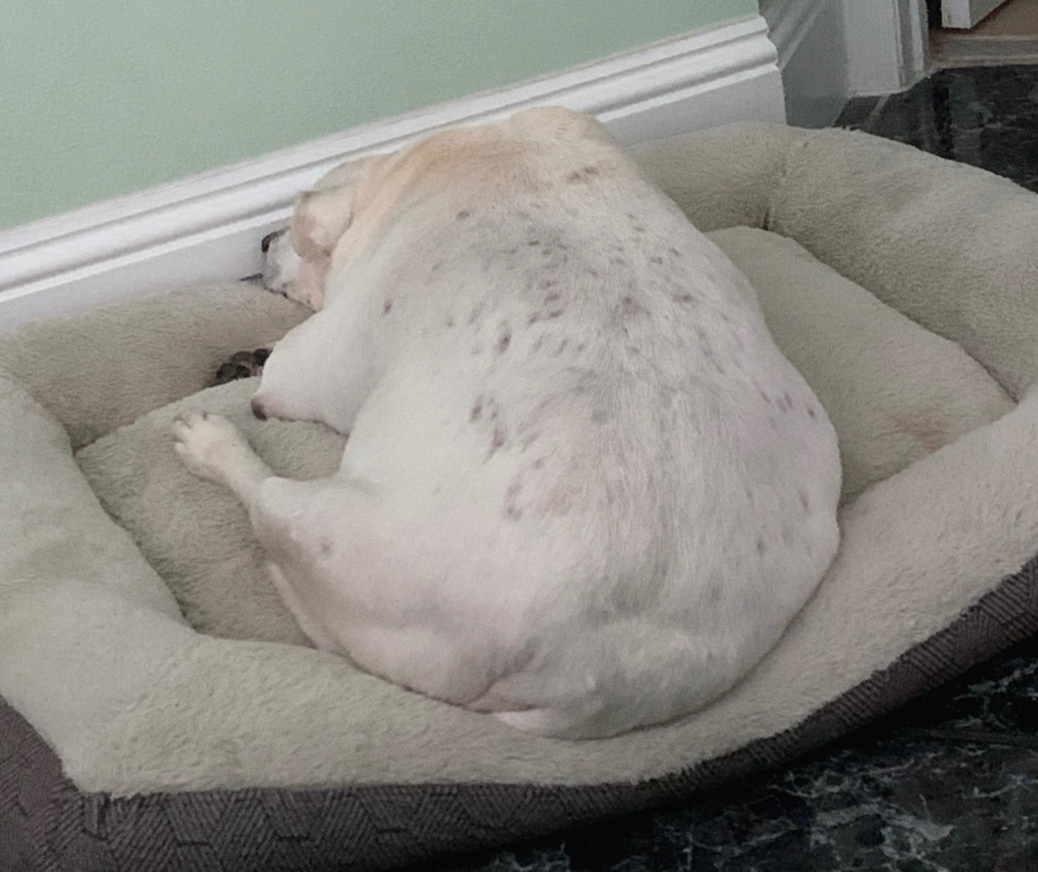 쿠싱증후군 강아지탈모