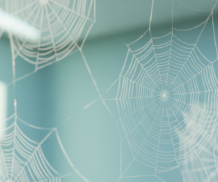 눈에 날파리 현상