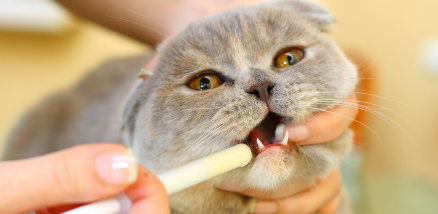 고양이