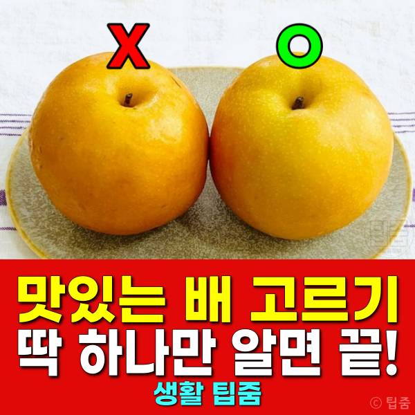 맛있는 배 고르는 방법 꼭지