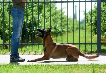 개가 엎드려 있는 상황