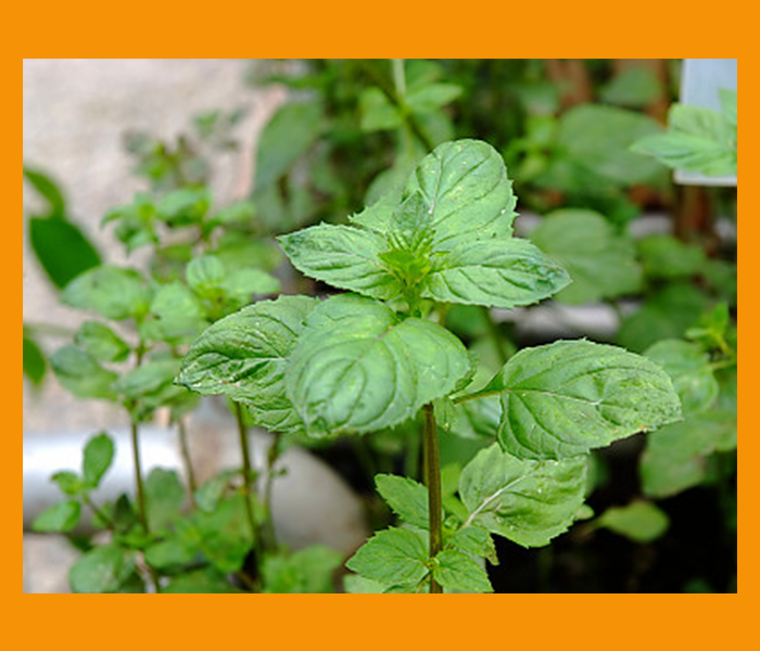 속이 미식거릴때 좋은음식 - 박하