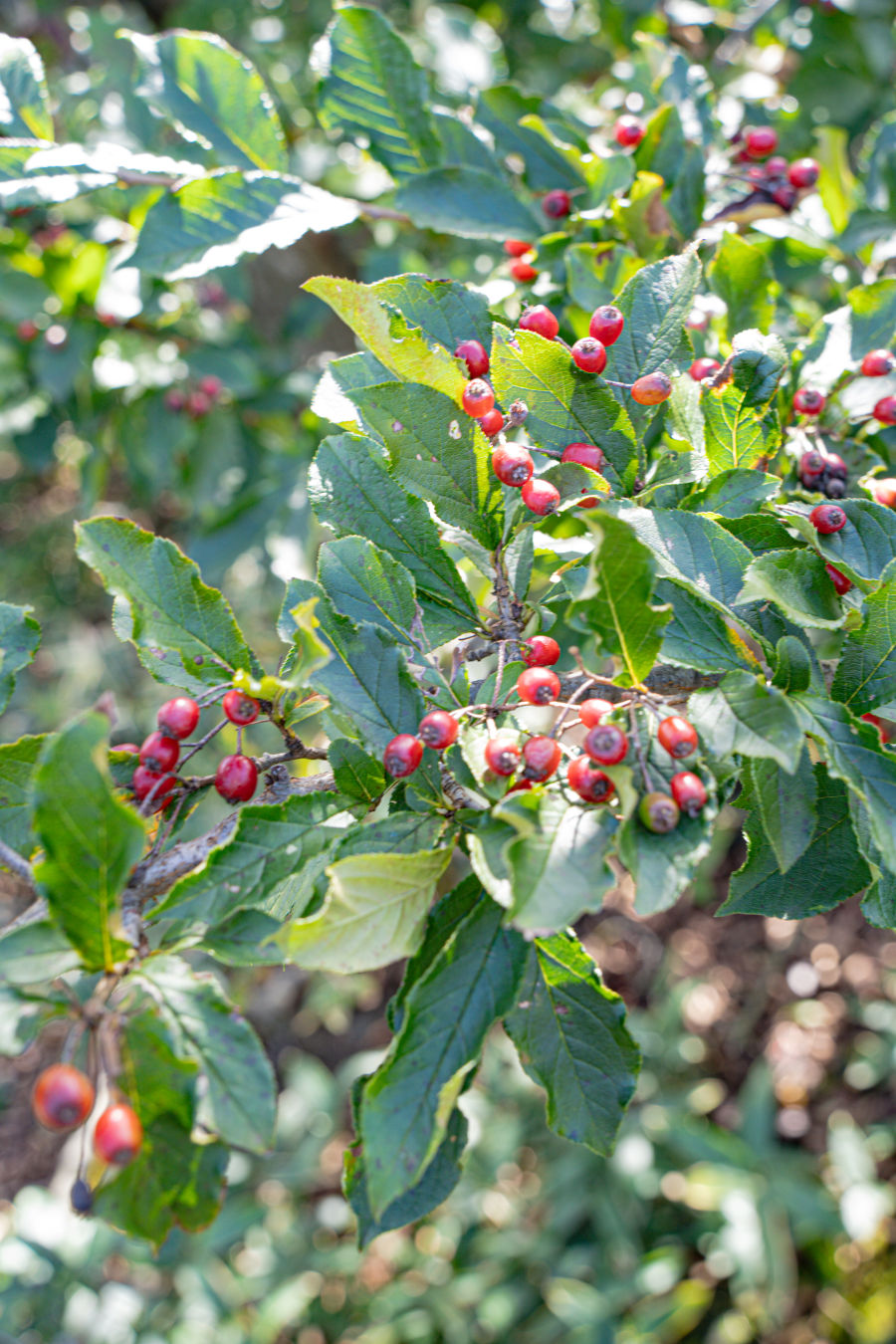 사라오름 자연 모습