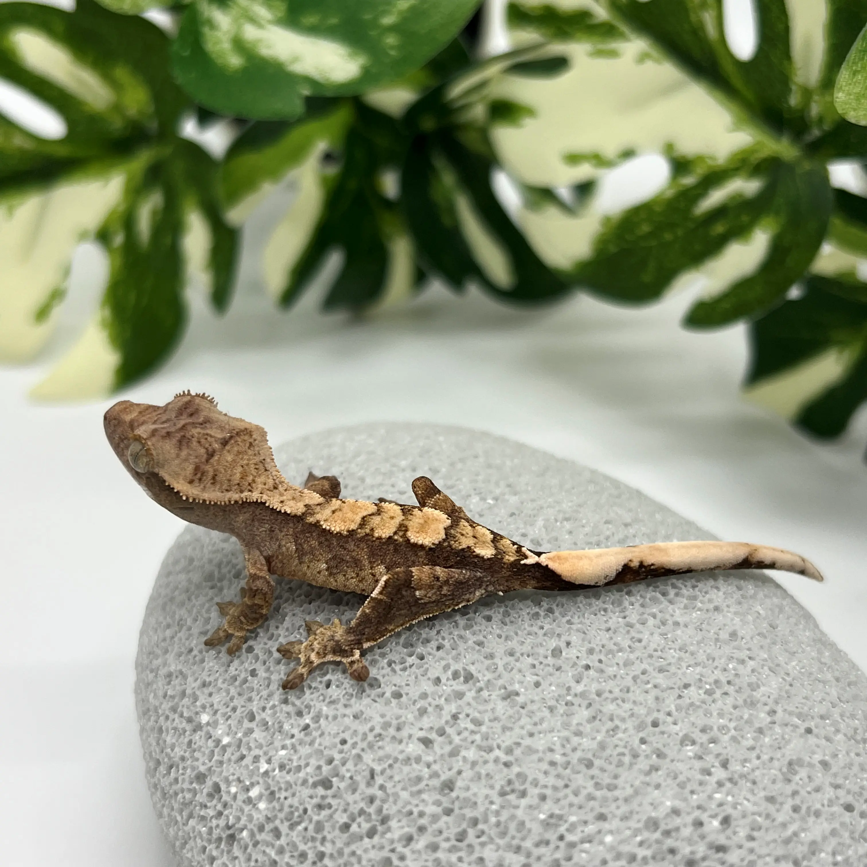 도마뱀 키우기 크래스티드 개코