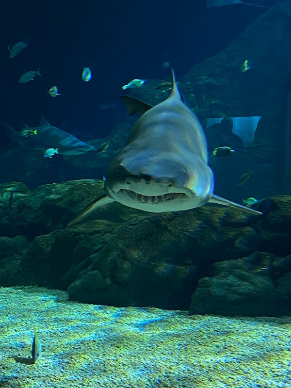 "해산물 속 미세 플라스틱: 인간 건강으로 이어지는 위기"