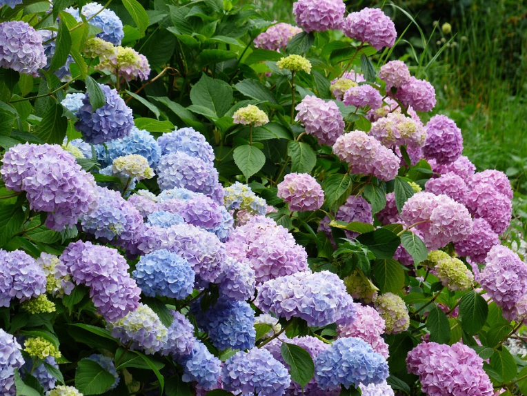 계절별수국, 봄수국, 여름수국, 늦여름수국