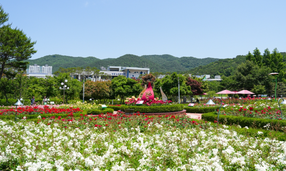 정관 윗골공원 장미공원
