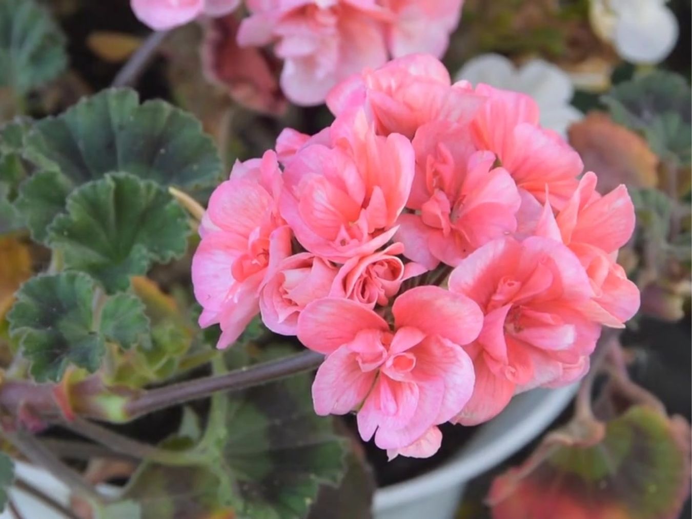 모기 퇴치식물 구문초