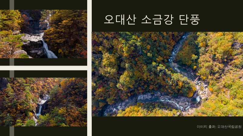 오대산 국립공원 단풍 모습