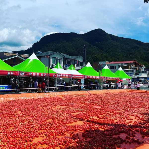 토마토축제 & 파로호
