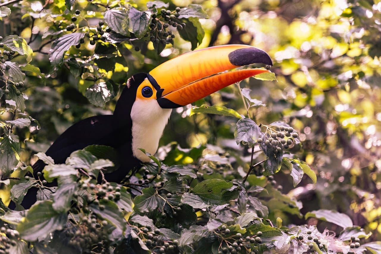 앵무새 발톱과 부리 자르기, 집에서 가능할까?