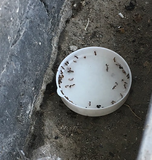 붕사와 붕산의 차이점은? 어떻게 다른지 알아보고 벌레 퇴치용으로는 무엇을 써야하는지 체크해요.