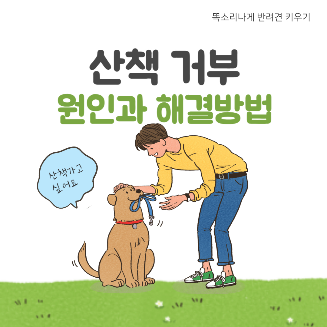 산책거부 원인과 해결방법