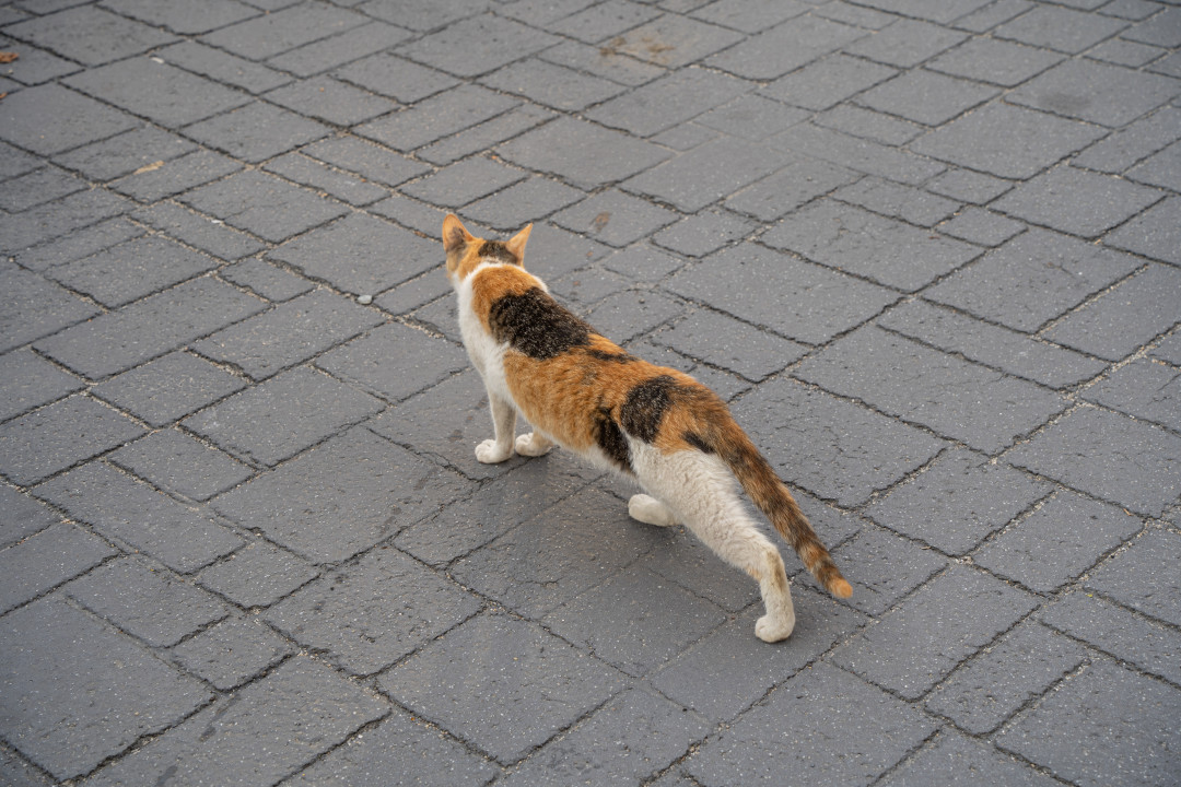 행궁동 벽화마을 고양이