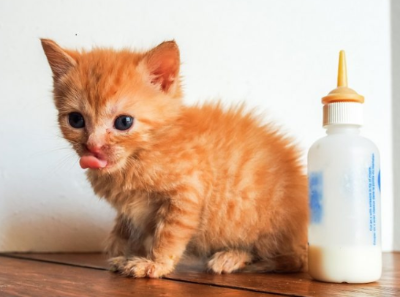 혀를 내민 아기 고양이와 우유