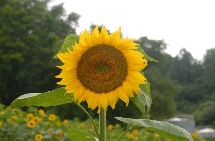 해바라기2