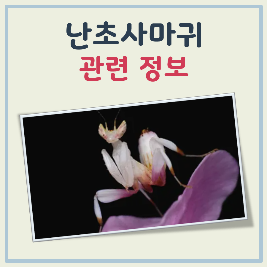 난초사마귀 대표 이미지