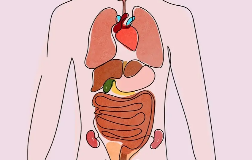 심장, 간, 신장 등 장기