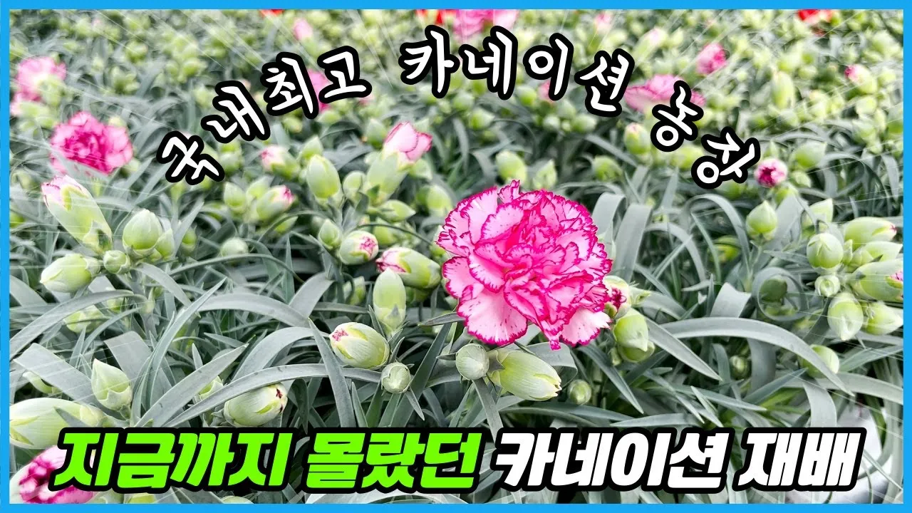 카네이션 재배 삽목 번식 거름 주기 연중 개화_4
