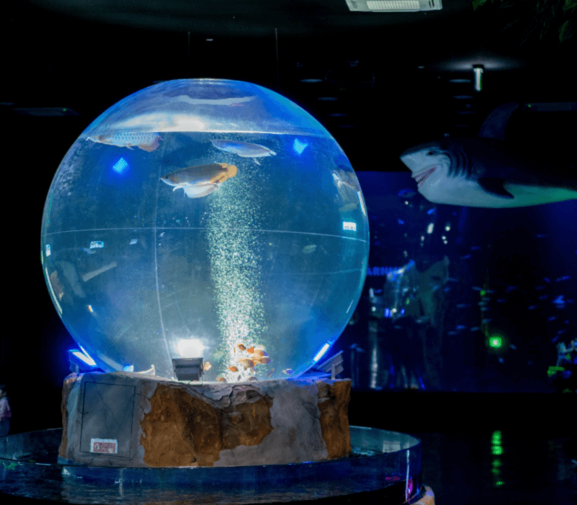 아쿠아리움