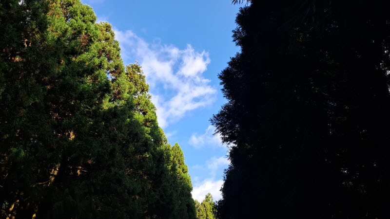 제주_사려니숲길