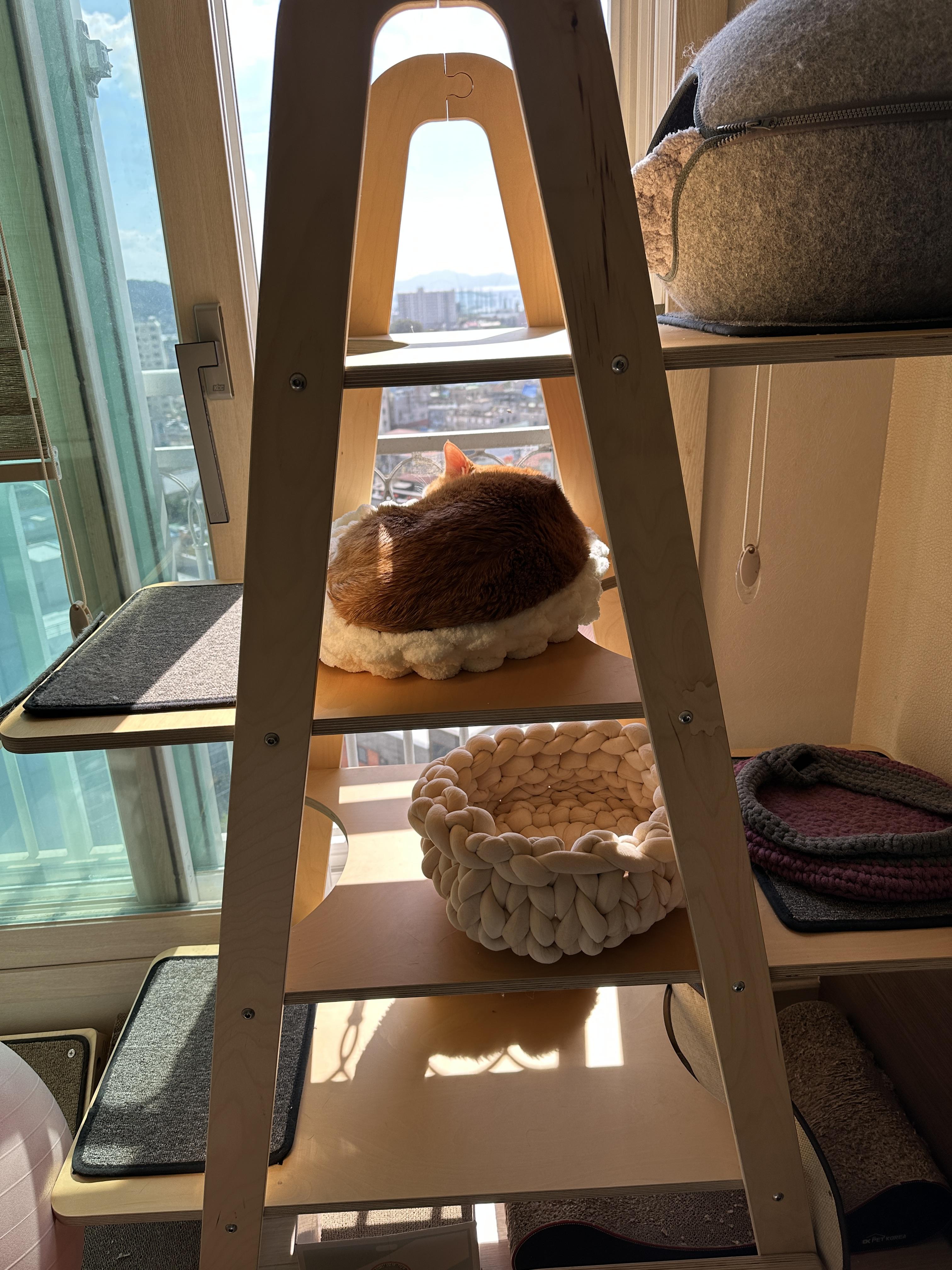 따뜻한_햇살_아래에서_엄마가_만들어준_바구니_안에서_잠자고_있는_치즈냥이_호야