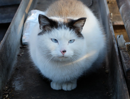 고양이.