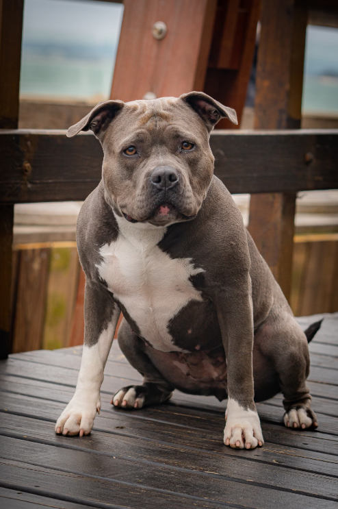 아메리카 핏불테리어