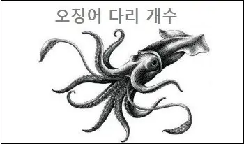 오징어 다리 개수