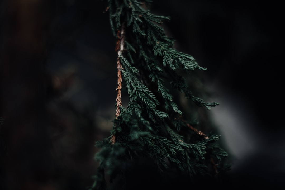 Rebirth