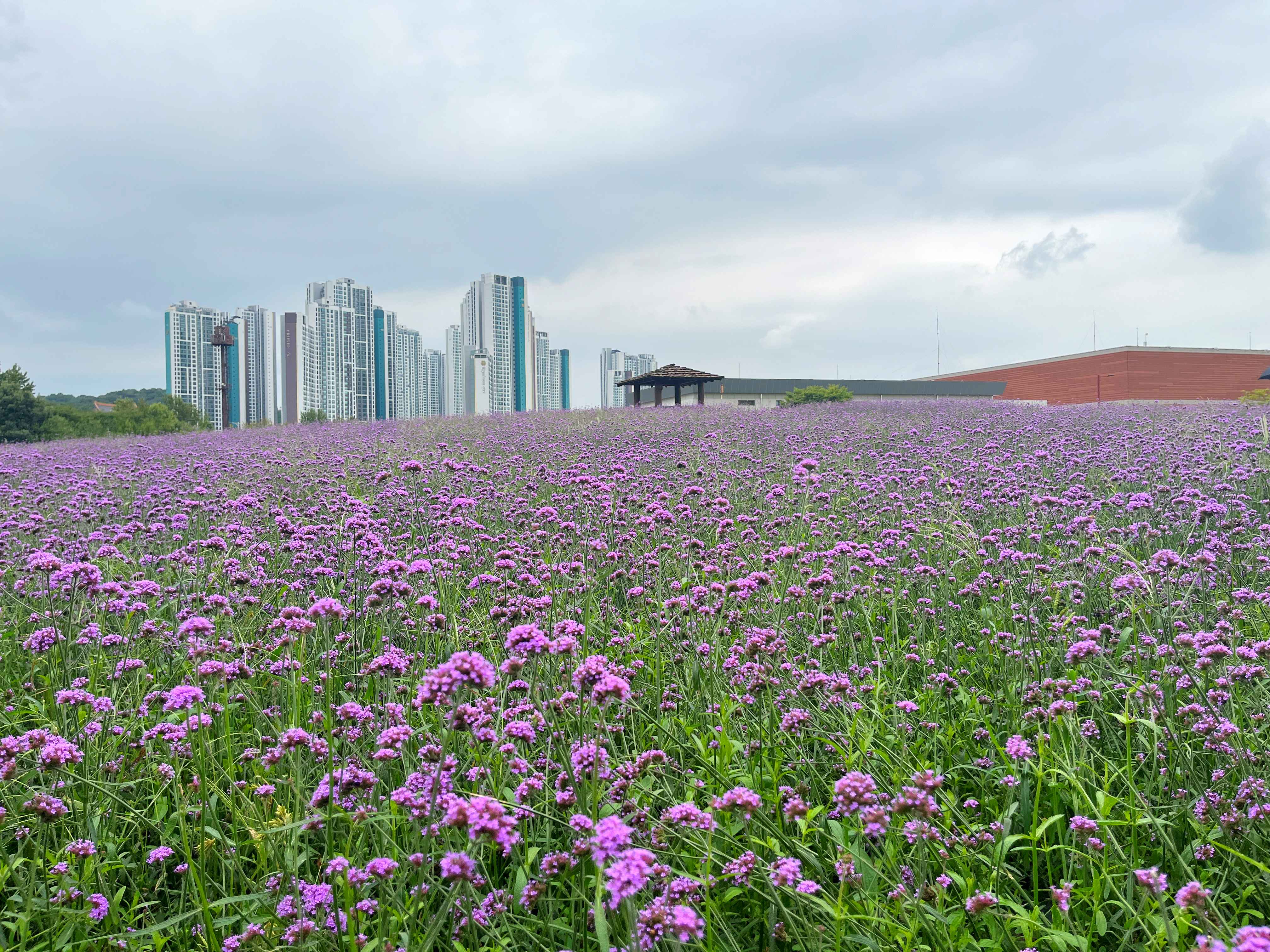 인천 드림파크 야생화단지 버베나