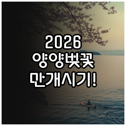 2026 양양 남대천 벚꽃 축제 개화..