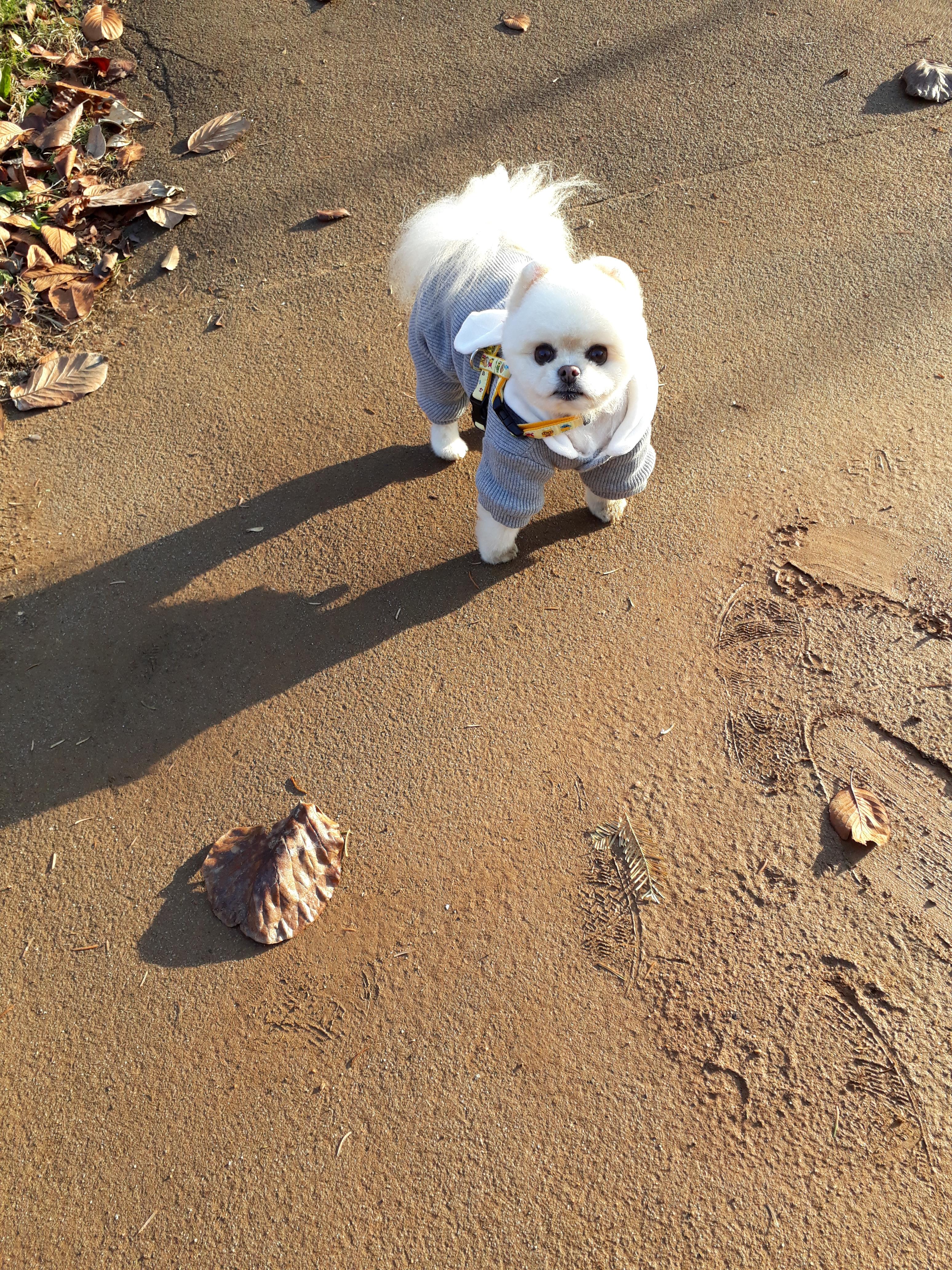 강아지 백내장 초기 증상과 확인법 : 예방법 3가지