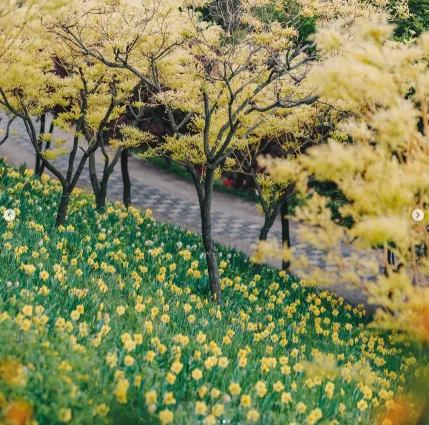 피나클랜드 불꽃축제 튤립 수선화 축제 9